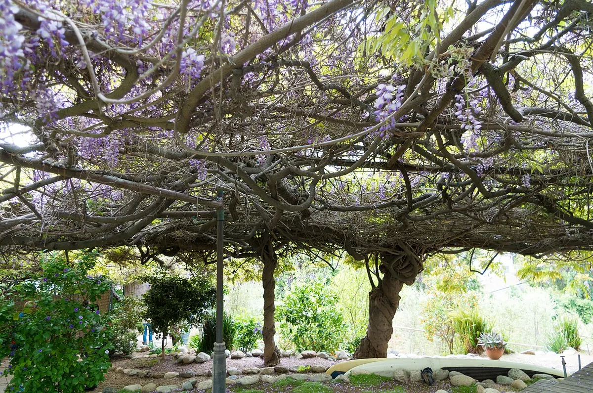 The giant Wistaria vine in bloom during the Sierra Madre Wistaria Festival, Sierra Madre, California
